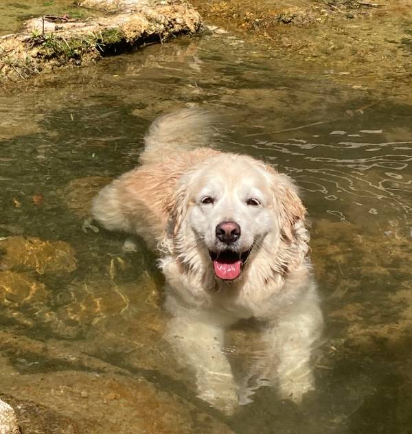 Un golden retriever se rafraîchit dans une rivière du dépatement du Lot en France